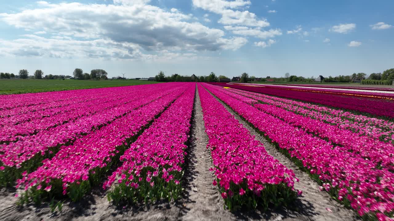 flower fields in springtime, agricultural growing of flowers in The Netherlands. Aerial view.