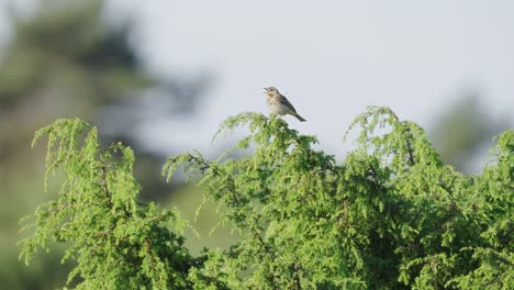 cantando un pequeño pájaro alondra sentado en la cima de un árbol, de mano, día