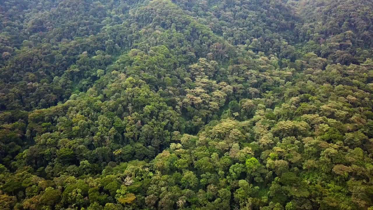 Forêt tropicale impénétrable de Bwindi en Ouganda - vue aérienne par drone