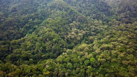 el impenetrable bosque lluvioso tropical de bwindi en uganda - toma aérea de un avión no tripulado