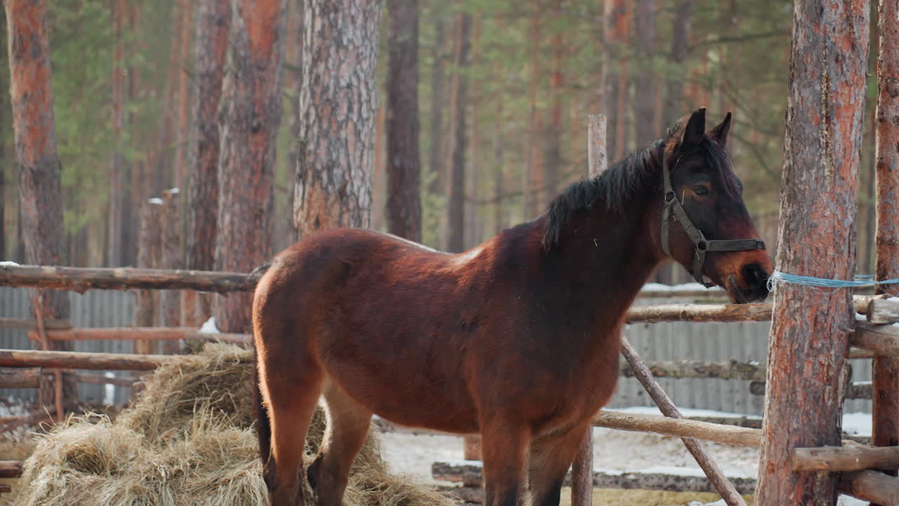 Пасущаяся лошадь жует сено возле деревянных заборов, четвероногое животное щиплет сено среди естественного ограждения, лошадь в сельской местности поедает сено рядом с деревенскими деревянными ограждениями