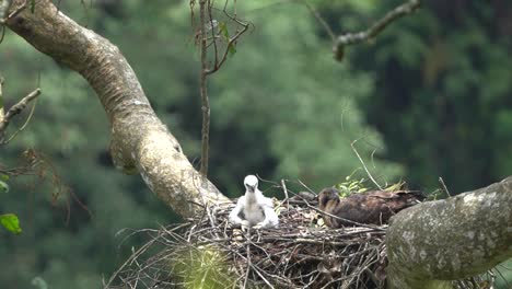 a wild javan hawk eagle is waiting beside its child