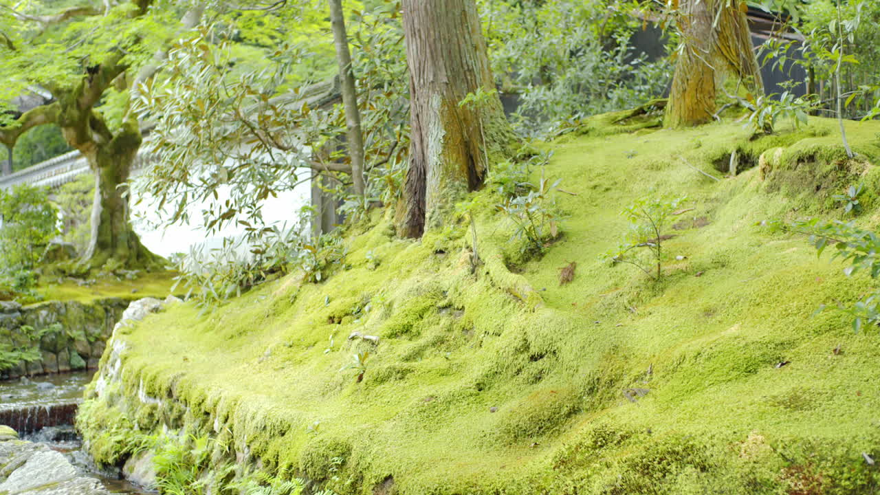 Bellissimo giardino verde di fronte a un tempio con un fiume che scorre accanto, a Kyoto, Giappone, con illuminazione soffusa.