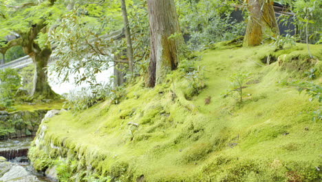 Beautiful-green-garden-in-front-of-a-temple-with-river-flowing-next-to-it-in-Kyoto-Japan-soft-ligting