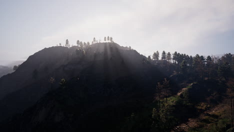 beautiful pine trees on background high mountains of carpathians