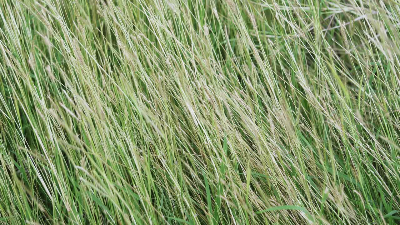 A close-up view of tall grass swaying gently the breeze depicting rural tranquility