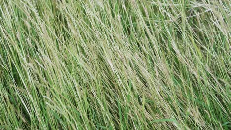a close-up view of tall grass swaying gently the breeze depicting rural tranquility