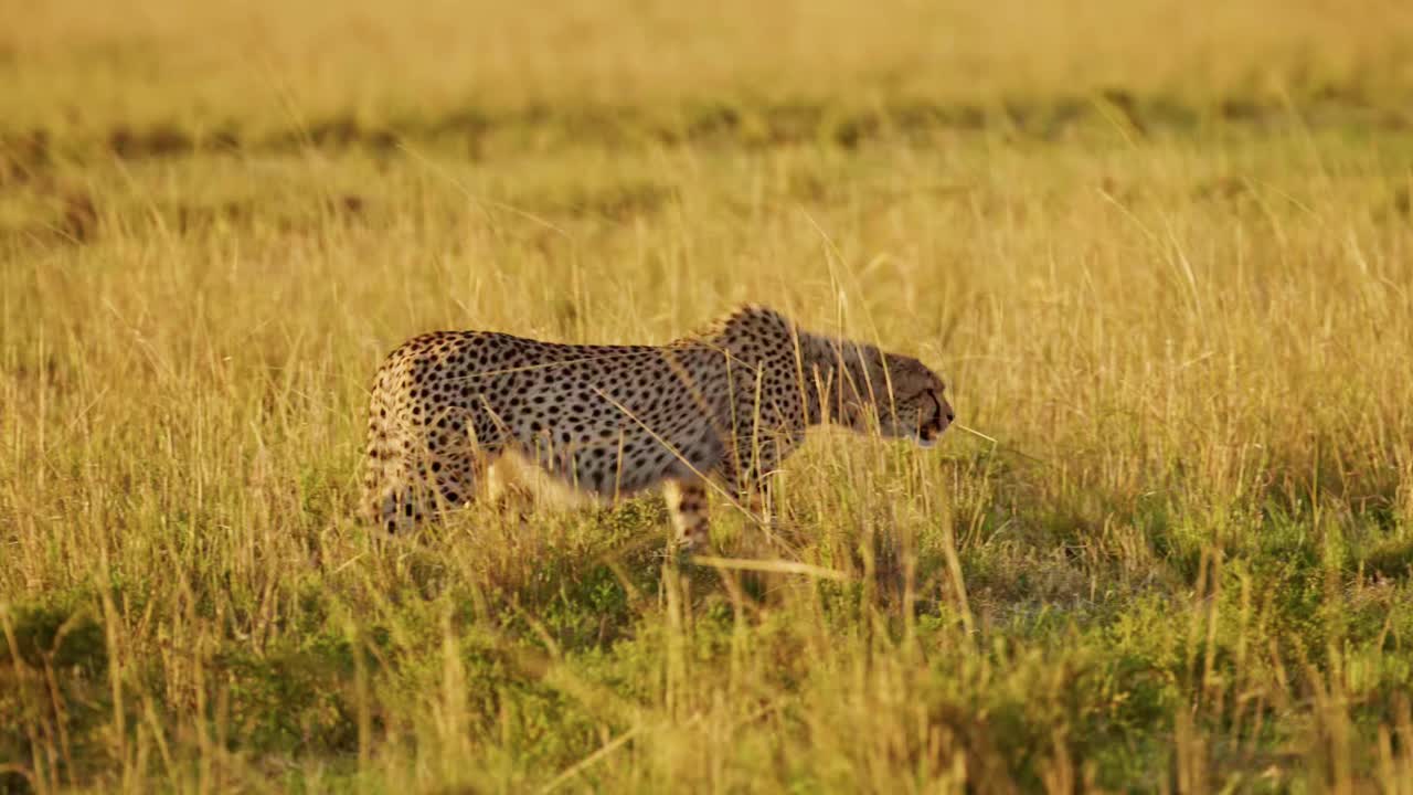 gepardo cazando presas en una caza en áfrica, animales salvajes africanos en masai mara, kenia, acechando en las altas hierbas de la sabana en safari, increíble comportamiento de los animales de la naturaleza en la hermosa luz dorada del sol
