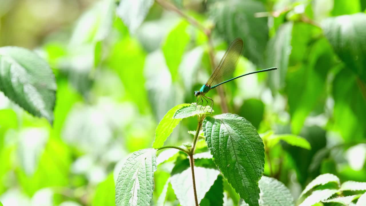 바람에 떠다니며 작은 잎자루 꼭대기에 앉아 있는 은 날개를 가진 숲의 영광, 베스탈리스 그라실리스는 태국의 국립공원 안에서 평화롭게 휴식을 취하고 있습니다.