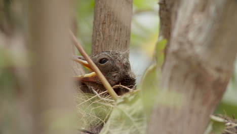 Closeup-side-view-of-one-blackbird-chick-on-nest-with-open-mouth-in-forest,-day