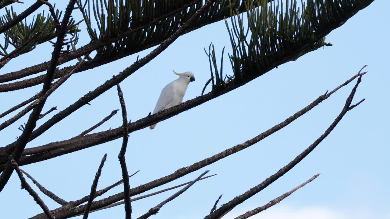 una cacatúa se sienta en una rama de un árbol