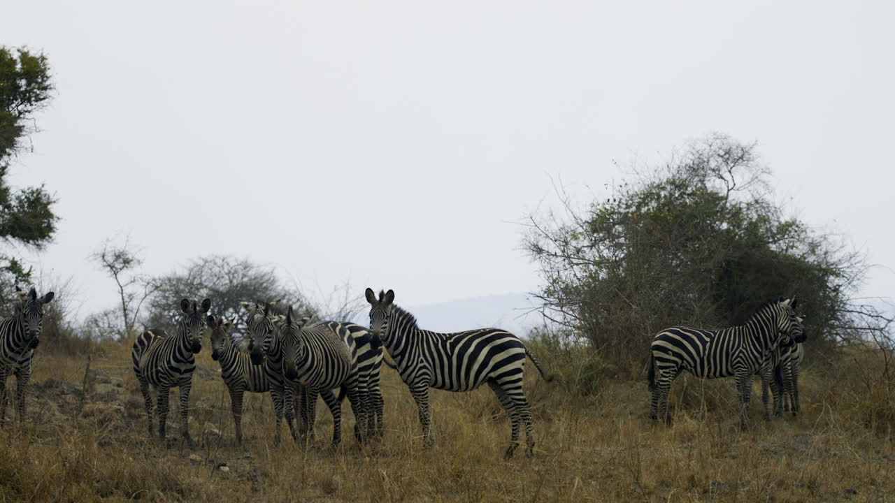 Zebra nel Parco Nazionale di Akagera, Ruanda, Africa