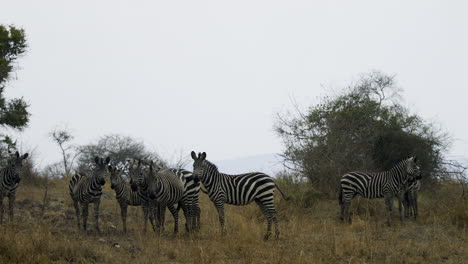 Cebra-En-El-Parque-Nacional-De-Akagera,-Ruanda,-África