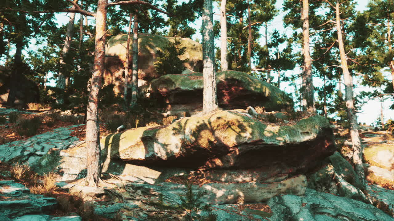 paisaje forestal tranquilo con pinos altos y rocas de musgo
