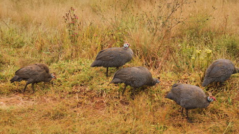 helmeted guineafowls grazing in african savannah grass