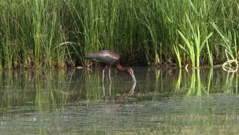 glossy ibis foraging in a swamp