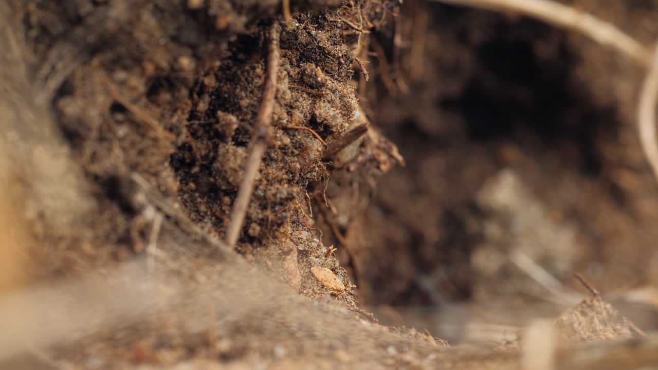 Macro ants insects running, moving on ground in summer forest