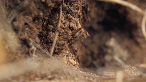 macro ants insects running, moving on ground in summer forest