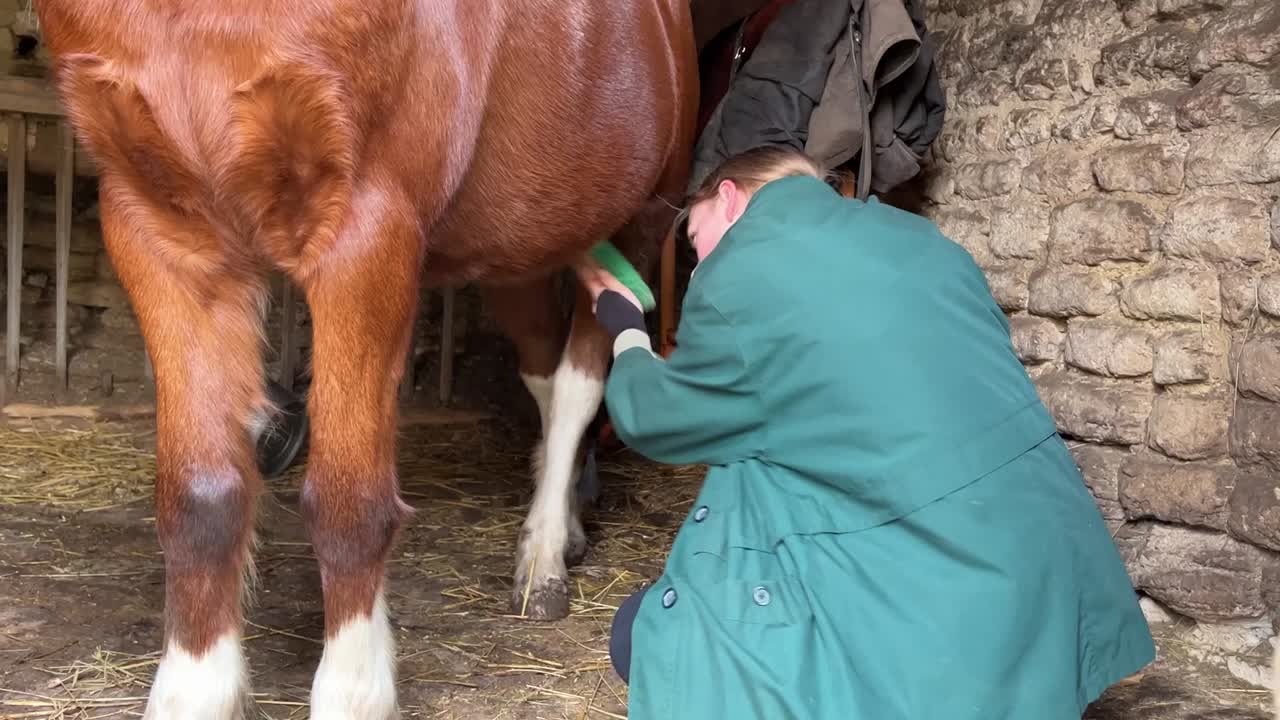ragazza che governa il suo pony con un pennello
