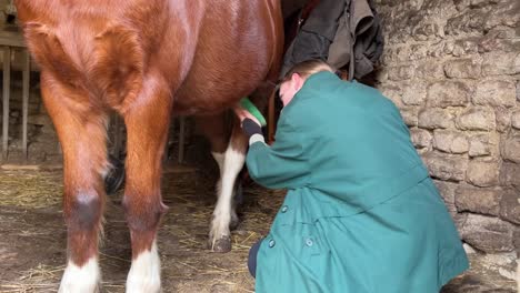 Girl-grooming-her-pony-with-a-brush