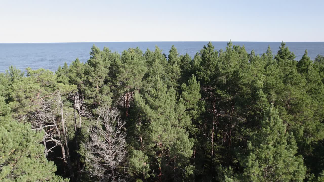 Drone rises between pine tree canopy to reveal clear open blue ocean and sky