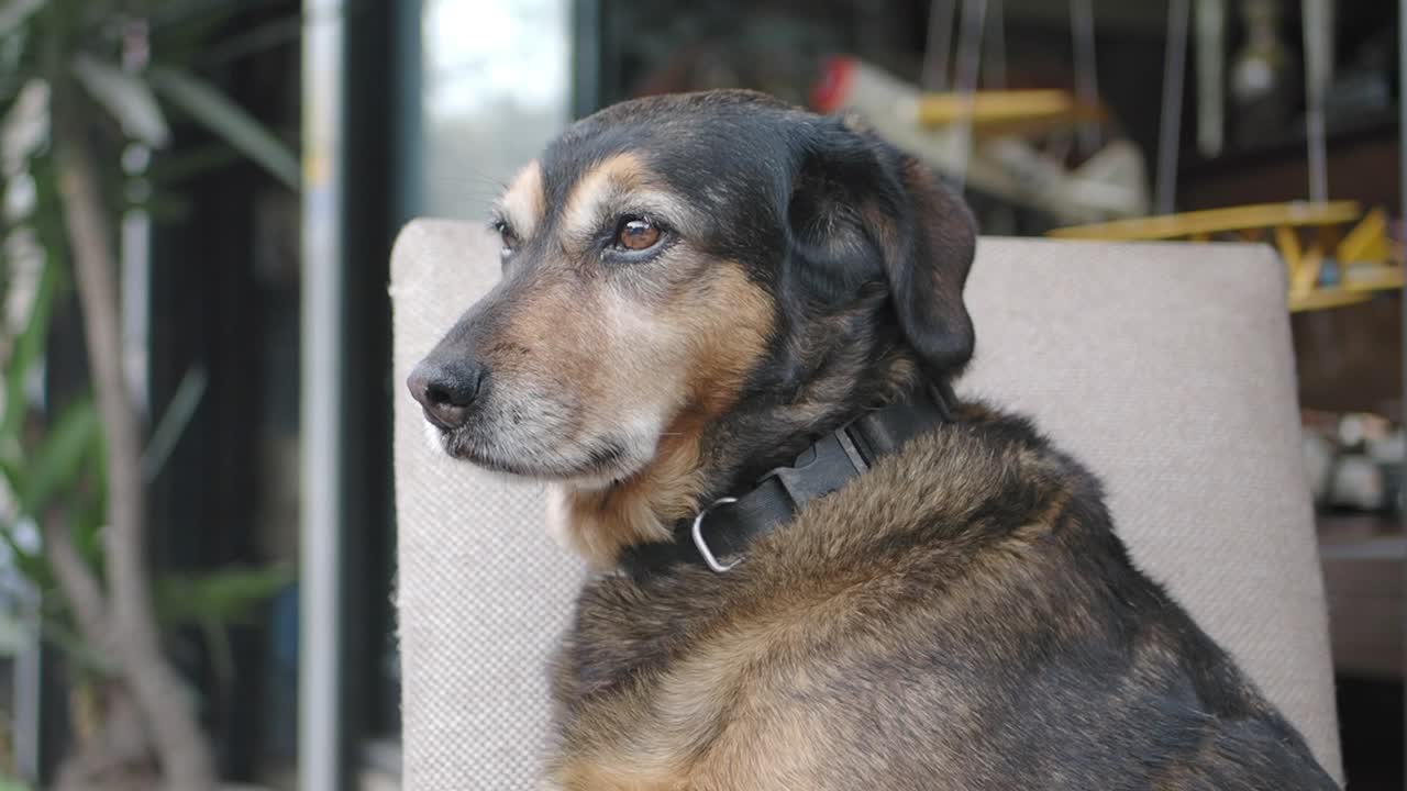 Dog portrait