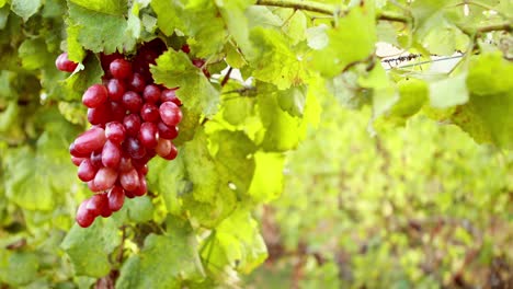 close up view of a bunch of red grapes