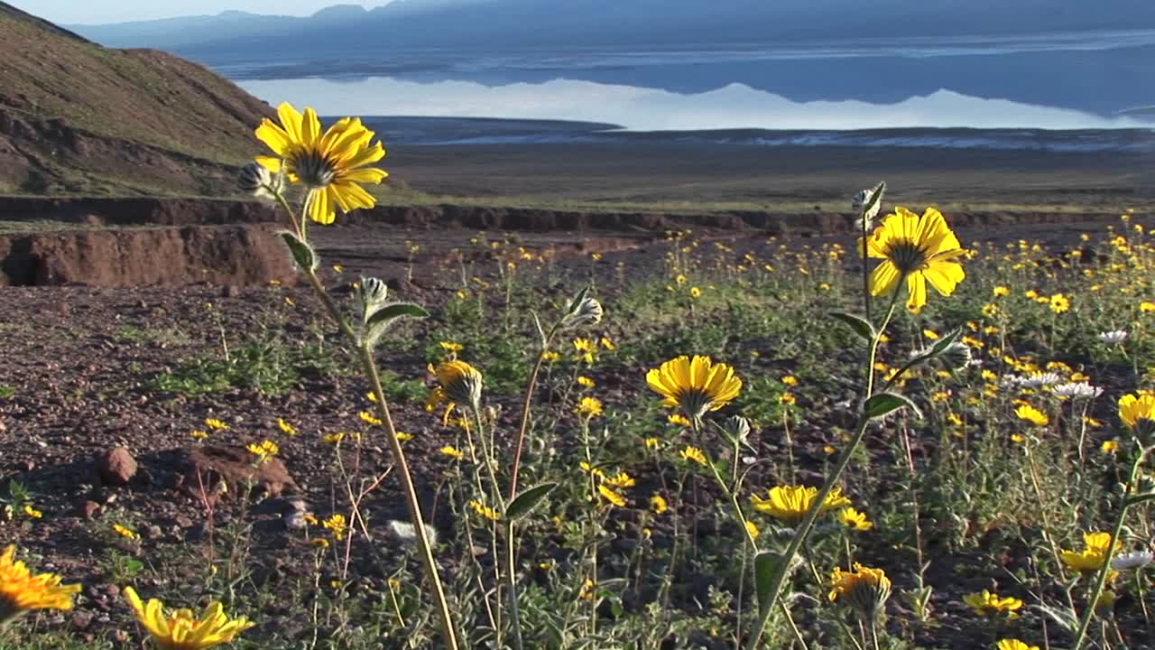 데스 밸리 국립 공원에 피는 야생화의 중간 샷