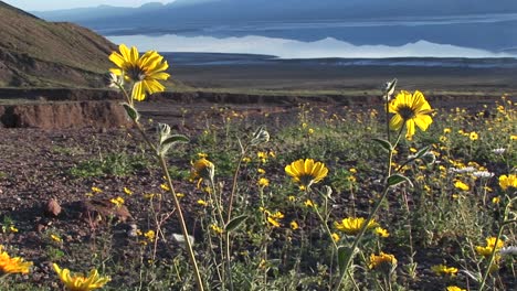 tiro medio de flores silvestres que florecen en el parque nacional del valle de la muerte