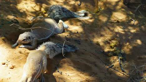 Two-South-African-Ground-squirrels-rest-next-to-each-other-in-the-shade-of-a-tree-during-sunny-day