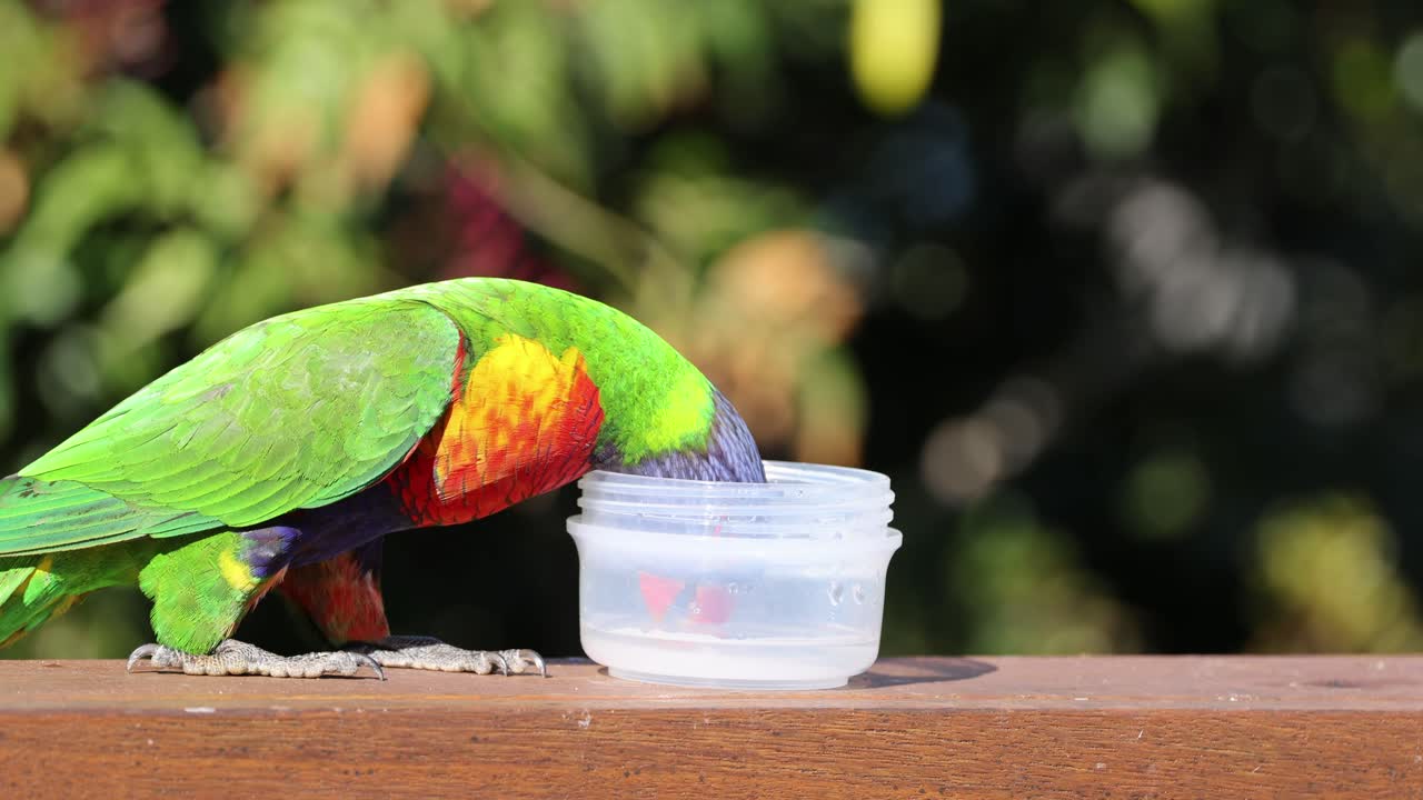 다채로운 무새가 컵에서 갈증을 해소합니다.