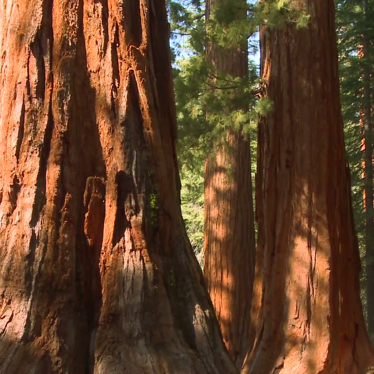 Sequoie giganti nel Parco Nazionale di Yosemite