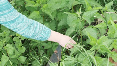 woman's hand plucks green fresh nettle in the countryside in summer