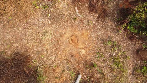 cortar árboles en la jungla hizo que el lugar creara vacío