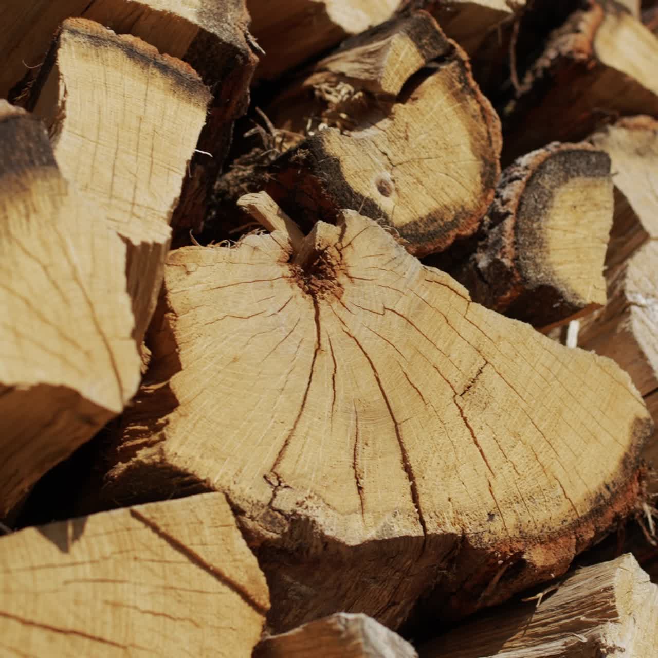 橡木火柴在木堆中干燥 2