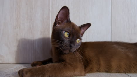 playful burmese kitten on floor. cat with gorgeous yellow eyes. cute domestic animal indoors. sweet pet. video from side.