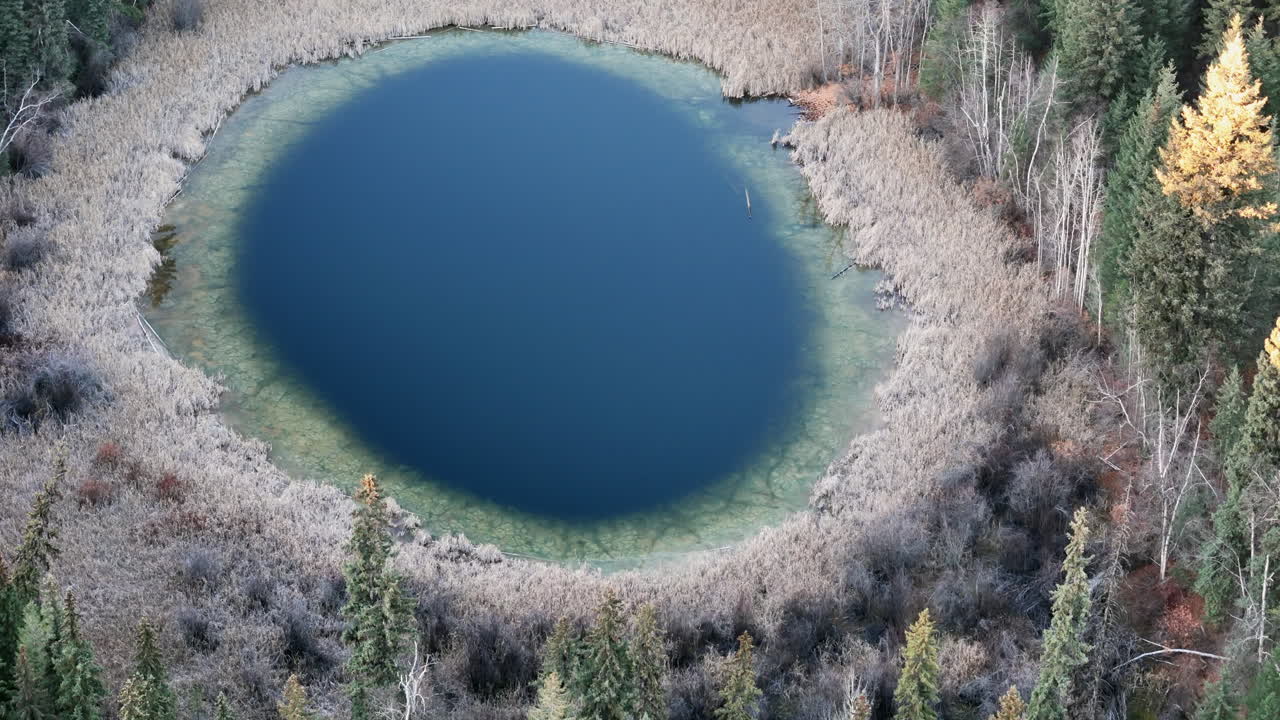 자연의 안의 키스가 바리에르의 숲에