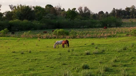 Caballos-Pastando-Pacíficamente-En-Un-Hermoso-Pasto-Verde-Al-Atardecer