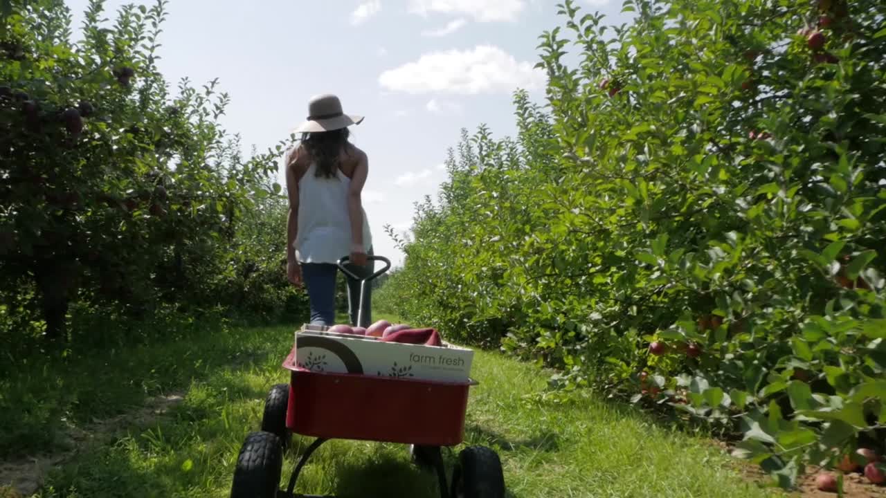 mujer tira de un carro pesado lleno de manzanas que acaba de recoger