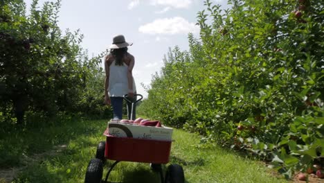 woman pulls heavy wagon full of apples she has just picked