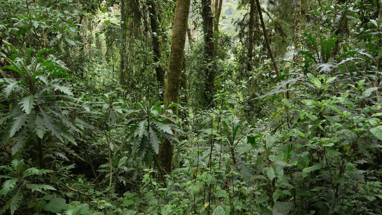 Fitta foresta pluviale andina tropicale, clima umido, baldacchino, Colombia