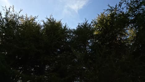 Slow-Motion-Drone-Approach-Plant-Fence-Architectural-Division-looking-at-Skyline-towards-clear-horizon,-aerial-jump-to-heavens