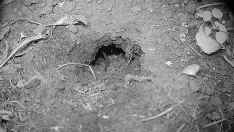 Striped field mouse (Apodemus agrarius) entering its burrow at night. Estonia