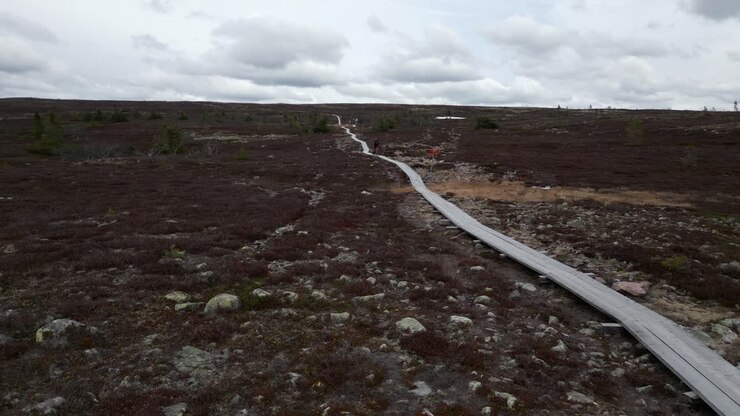 A woman and her dog walking on a mountain plank path