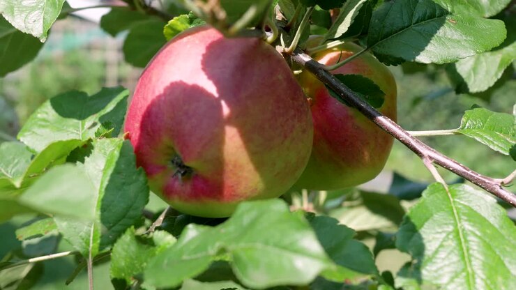 A panning shot of ripening, red apples swaying in the wind on an apple tree