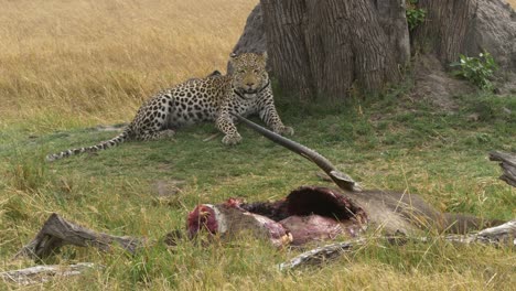 leopardo con el estómago lleno descansando con su presa custodiando un antílope muerto