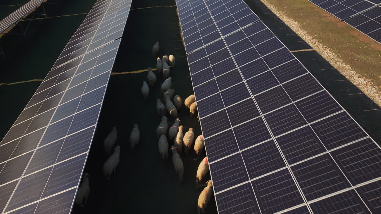 Sheep Grazing in a Solar Farm