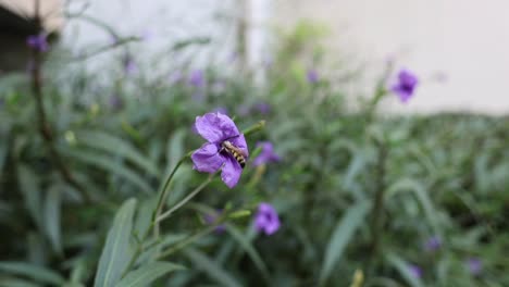 la abeja visita varias flores en el jardín.