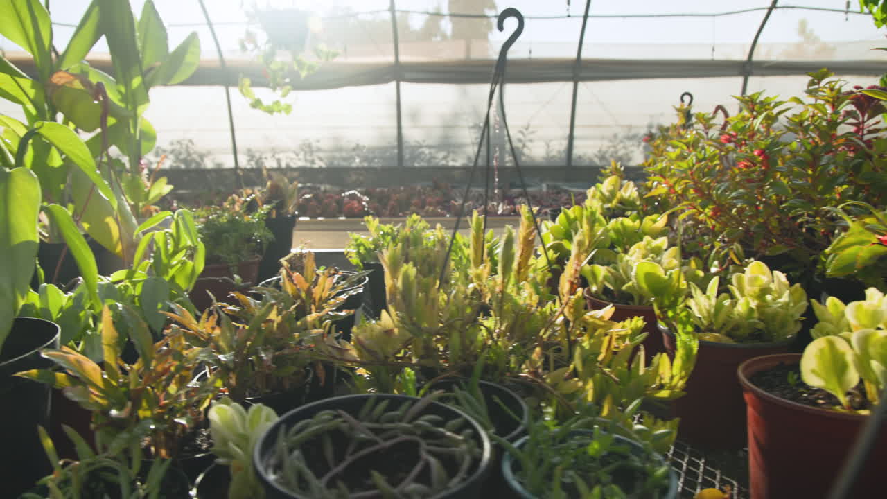 In greenhouse, lush green plants thriving under sunlight, growing vibrantly