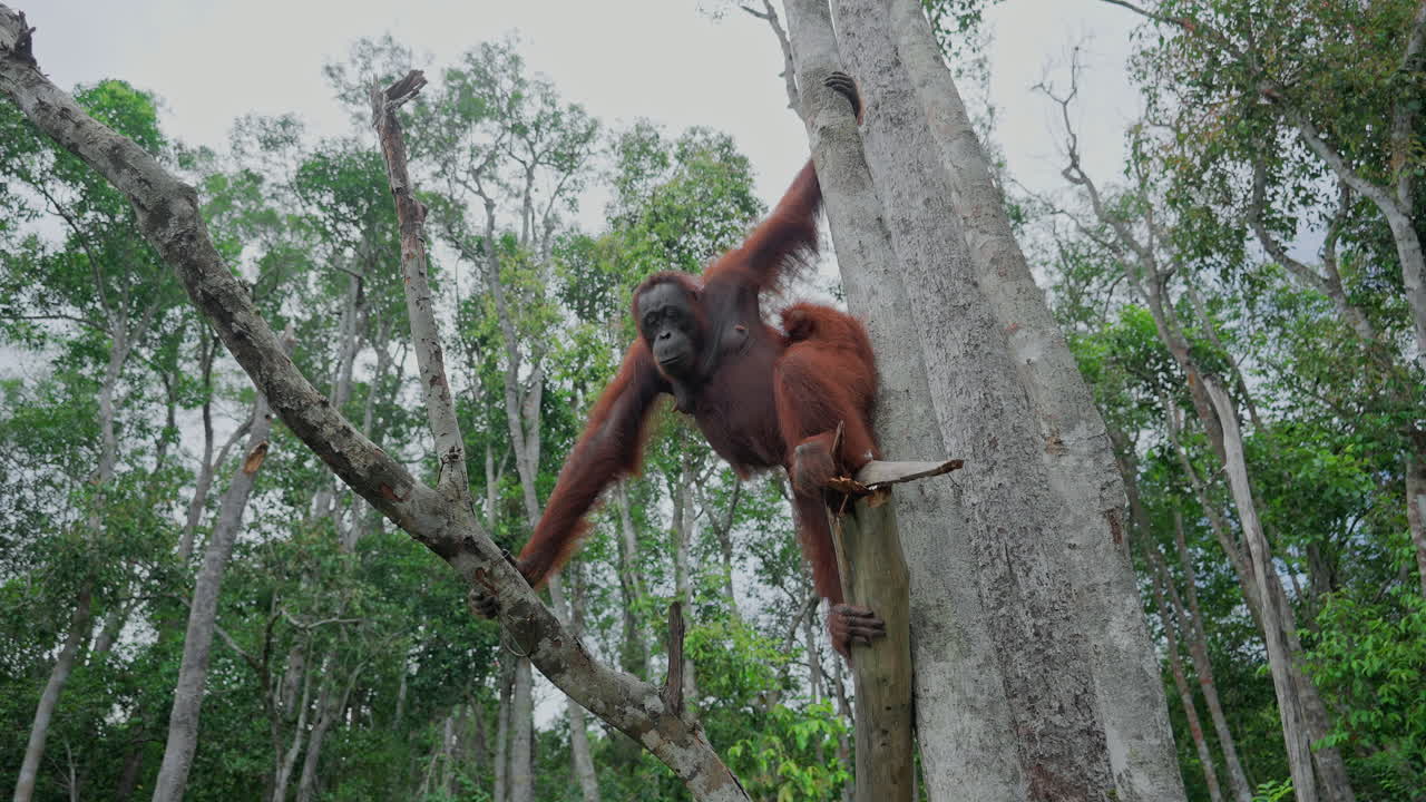Ağaçta Orangutan